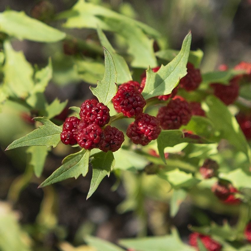 Bärmålla 'Strawberry Sticks'