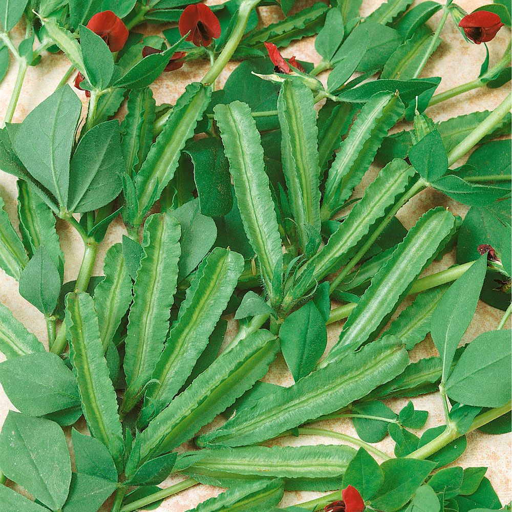 Sparrisärt 'Winged Bean'