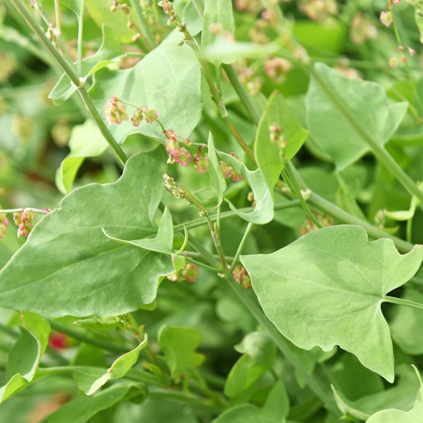 Sköldsyra 'Silver Leaf'