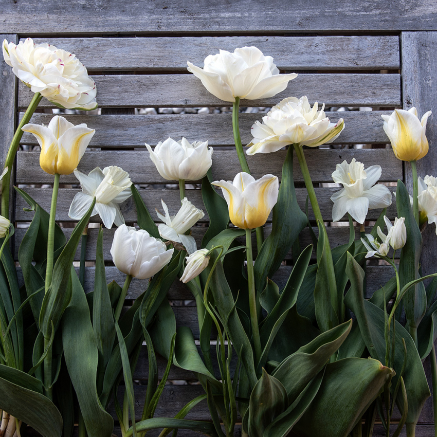 Krispig elegans i gruppen Lökar & Knölar / Vårblommande lökar & knölar hos Impecta Fröhandel (H1043)