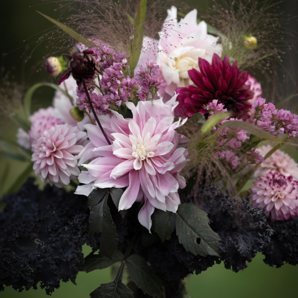 Dahlia 'Rosa-lila nyanser' Mix