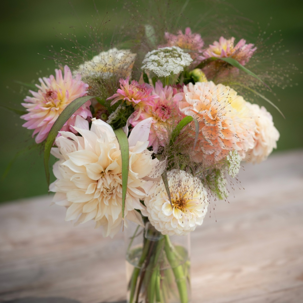 Dahlia 'Ljus pastell' Mix