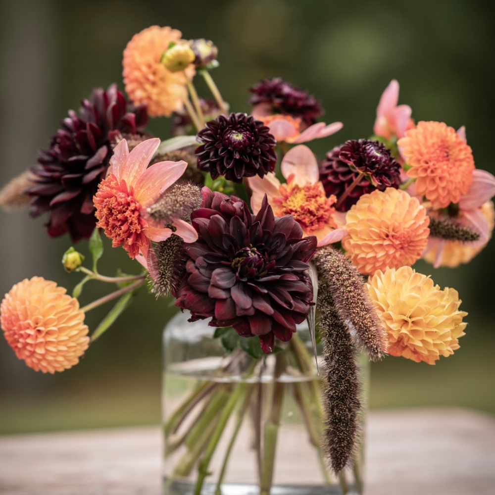 Dahlia 'Orange-röd' Mix