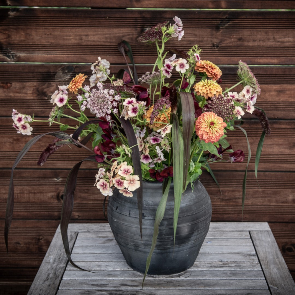 Fröpaket Snittblommor 'Purpur och aprikos'