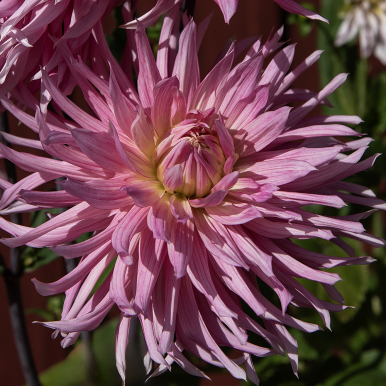 Kaktusdahlia 'Hollyhill Cotton Candy' 1 st