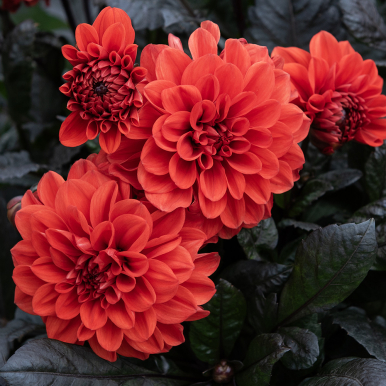 Dekorativdahlia 'Ellen Houston' 1 st