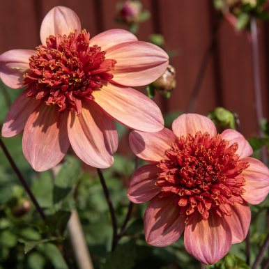 Anemondahlia 'Totally Tangerine' 1 st