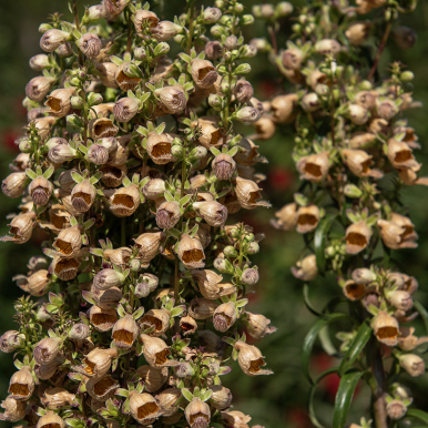 Brun Fingerborgsblomma 'Gigantea Gelber Herold'