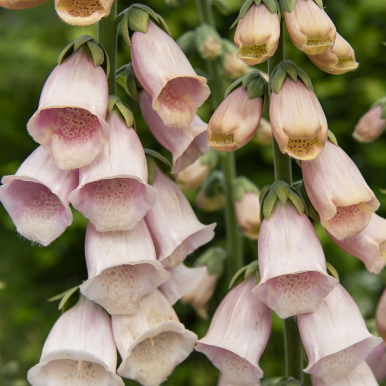 Fingerborgsblomma 'Apricot Delight'