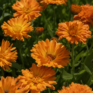 Ringblomma 'Ball's Orange'