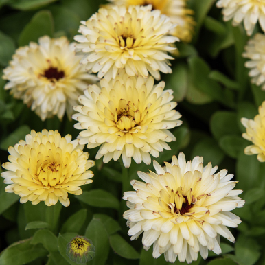 Ringblomma 'Bon Bon Light Yellow'