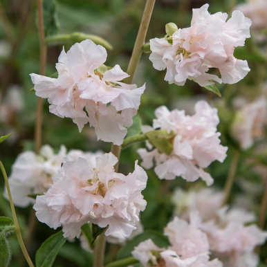 Clarkia 'Appleblossom'