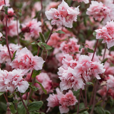 Clarkia 'Enchantress'