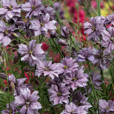 Romersk Riddarsporre 'Misty Lavender'