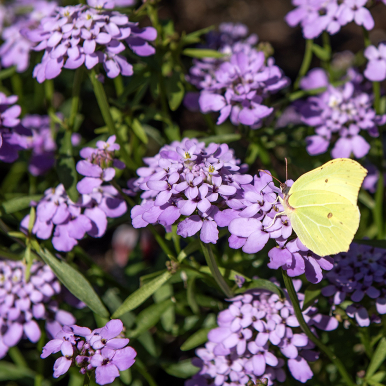 Roseniberis 'Lilac'