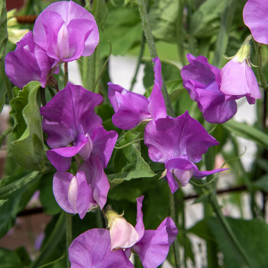 Luktärt 'Spring Sunshine Mauve'