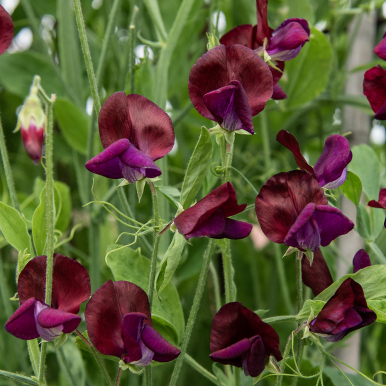 Luktärt 'Royal Maroon'