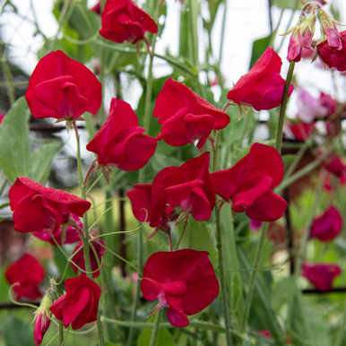 Luktärt 'Royal Crimson'