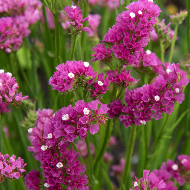 Risp 'Carmine Rose'