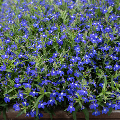 Kantlobelia F1 'Masterpiece Blue with Eye'