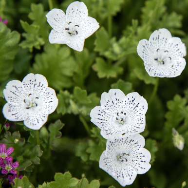 Snökärleksblomster