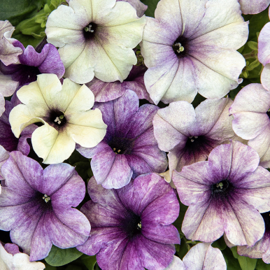 Petunia F1 'Shake Blueberry'