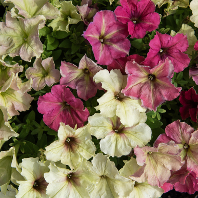 Petunia F1 'Shake Strawberry'