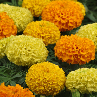 Stor Tagetes F1 'Taishan'