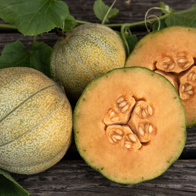 Cantaloupemelon 'Petit Gris de Rennes'