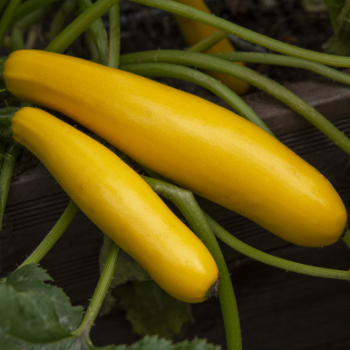 Squash F1 'Ola Gabriella'