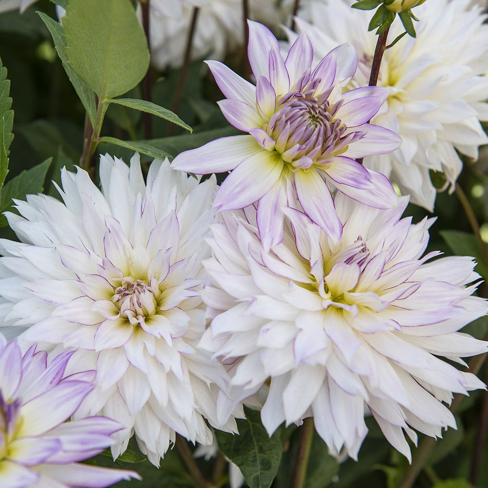 Dahlia deals crazy love