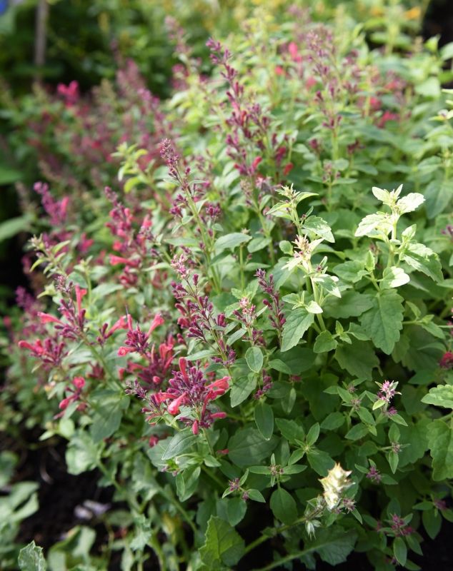 Kolibrimynta Raspberry Daiquiri Ettåriga Blomsterväxter Agastache Aurantiaca Raspberry