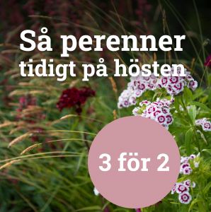 Utvalda perenner för tidig höstsådd - 3 för 2