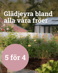 Glädjeyra bland alla våra fröer - 5 för 4