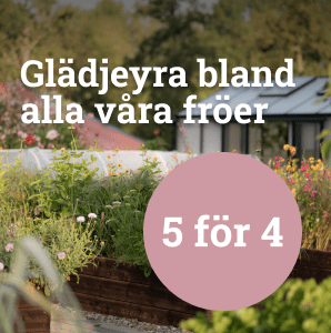 Glädjeyra bland alla våra fröer - 5 för 4