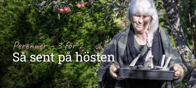 Perenner för sen höstsådd