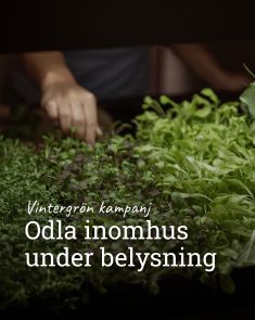 Kampanjpris på växtbelysning