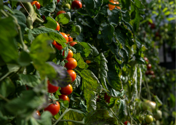 Tomatfrö - upp till 40 % rabatt