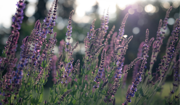 Förstaårsblommande perenner - 3 för 2