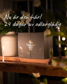 Adventskalender från Impecta!