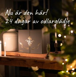 Adventskalender från Impecta!