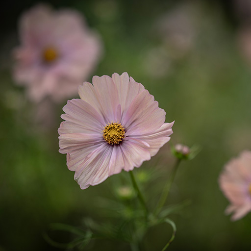 Rosenskära &. Zinnia